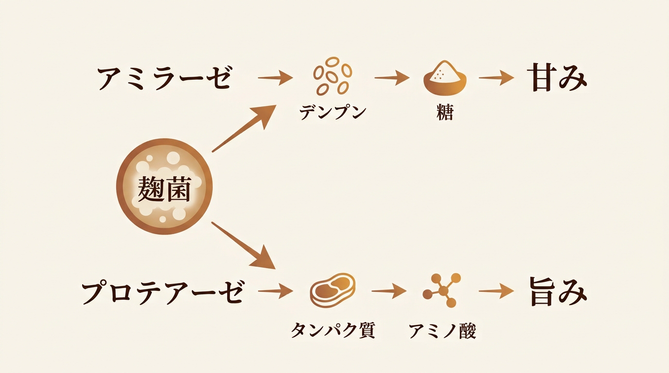 発酵で味が生まれる仕組み(アミラーゼ→デンプン→糖→甘み、プロテアーゼ→タンパク質→アミノ酸→旨み)を示した図