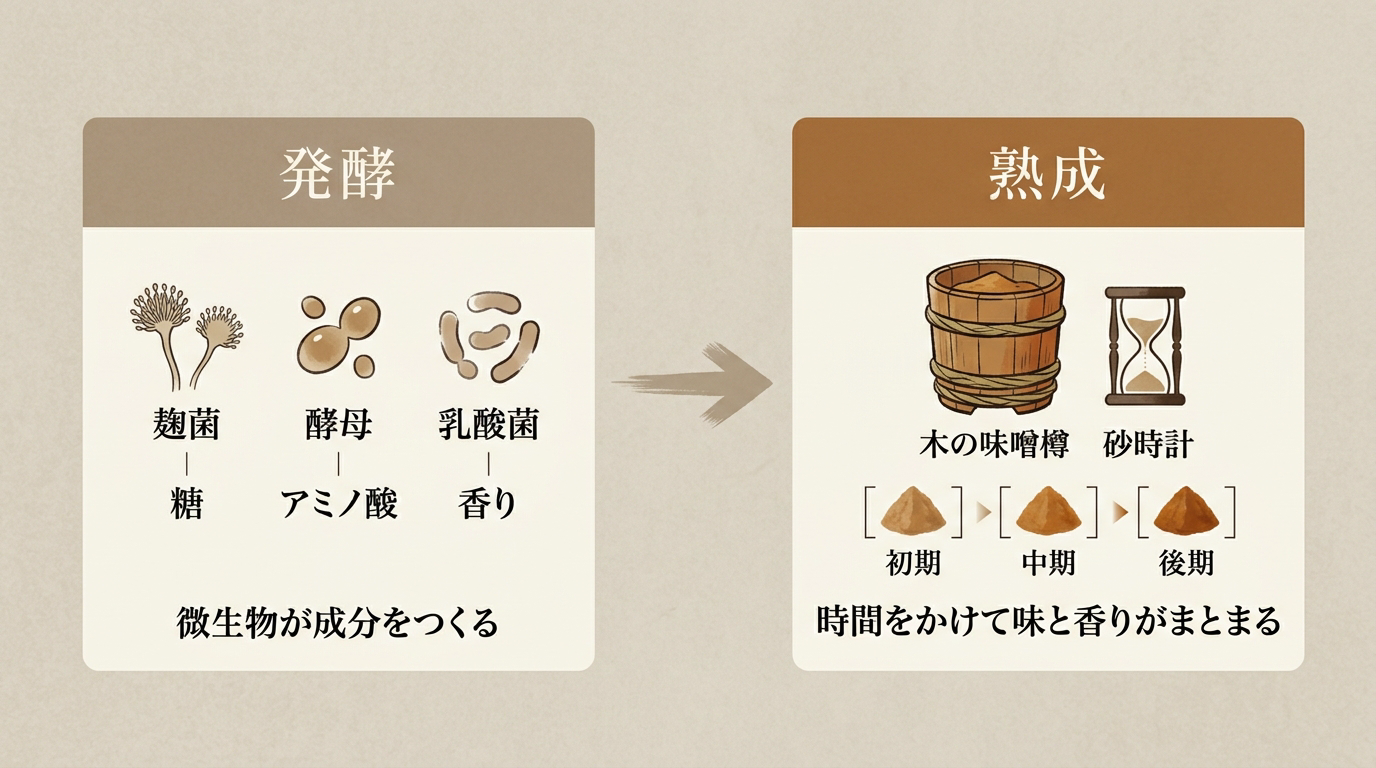 発酵と熟成の違いと流れ(発酵=微生物が成分をつくる/熟成=時間をかけて味と香りがまとまる)を示したイメージ図