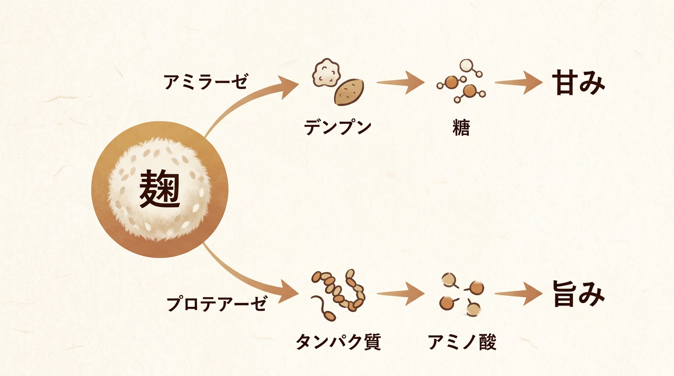 麹が味噌の味を生む仕組み(アミラーゼ→デンプン→糖→甘み、プロテアーゼ→タンパク質→アミノ酸→旨み)を示した図